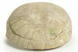 Inflated Fossil Tortoise (Stylemys) - South Dakota #316910-5